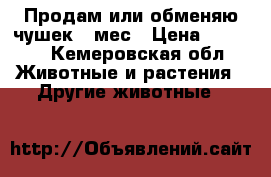 Продам или обменяю чушек 7 мес › Цена ­ 8 000 - Кемеровская обл. Животные и растения » Другие животные   